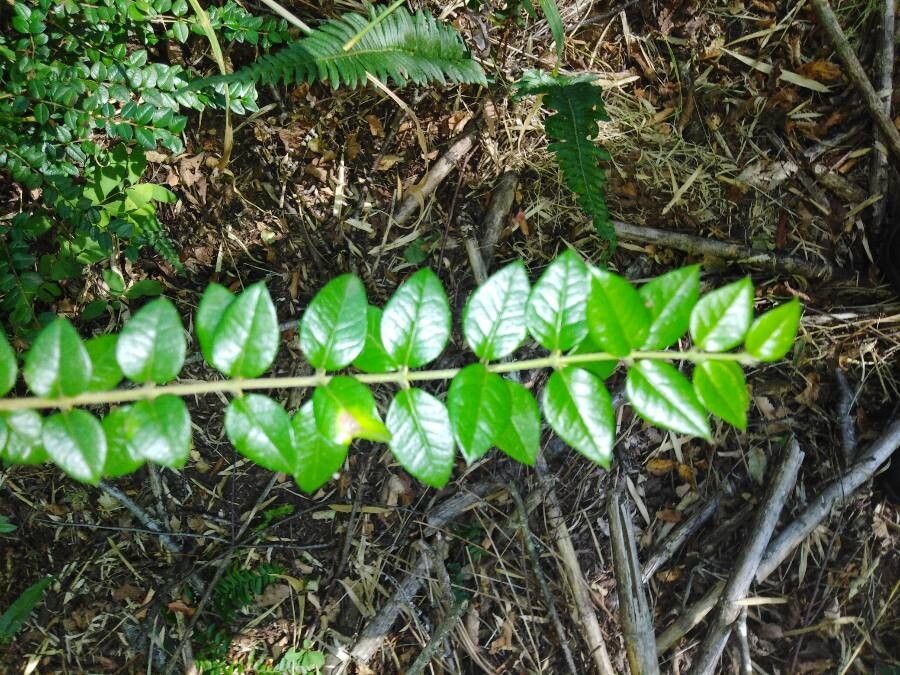 Rhaphithamnus spinosus leaf