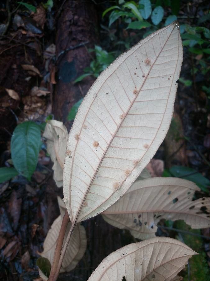 Miconia serialis — houseplant care guide