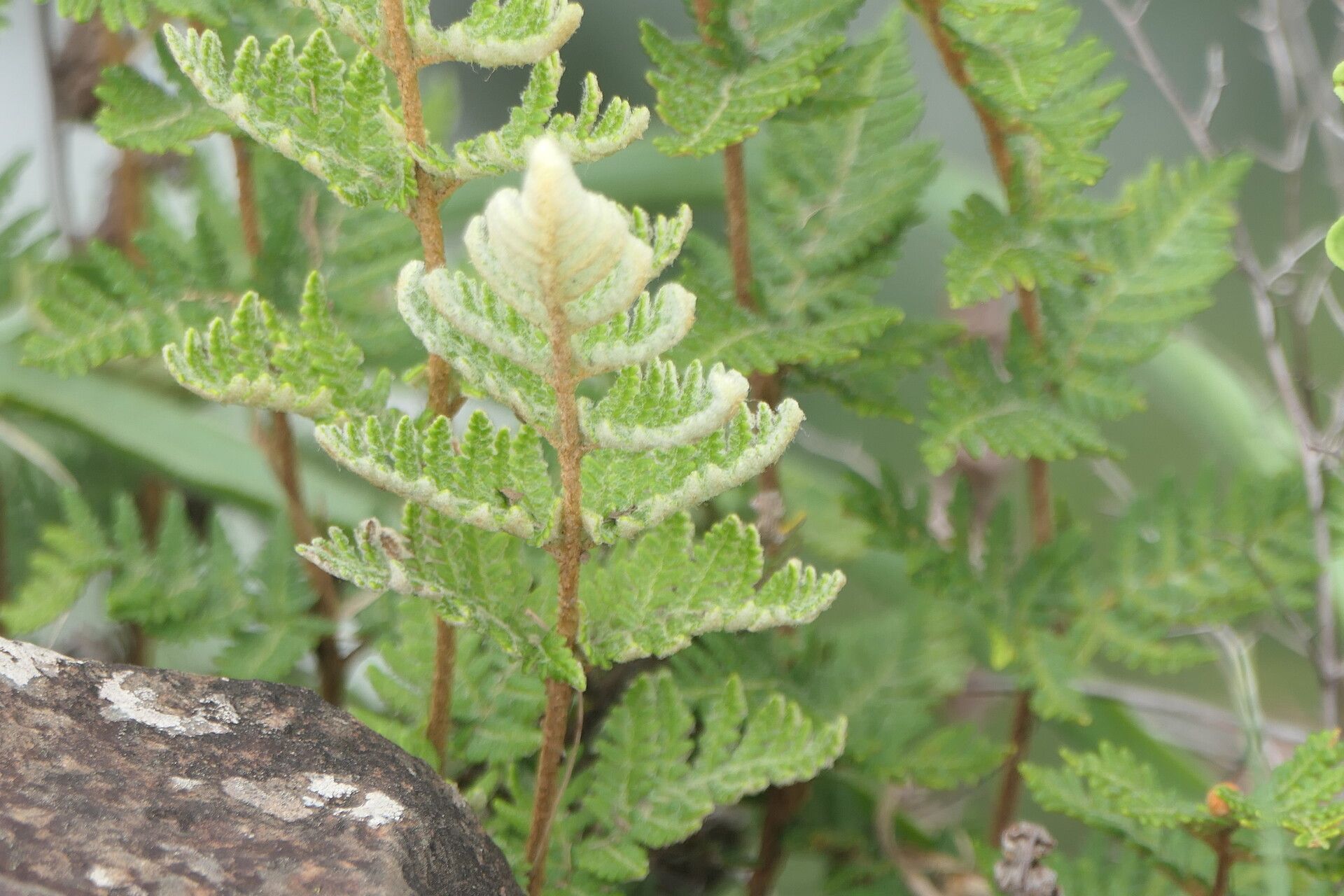 Hemionitis eckloniana leaf