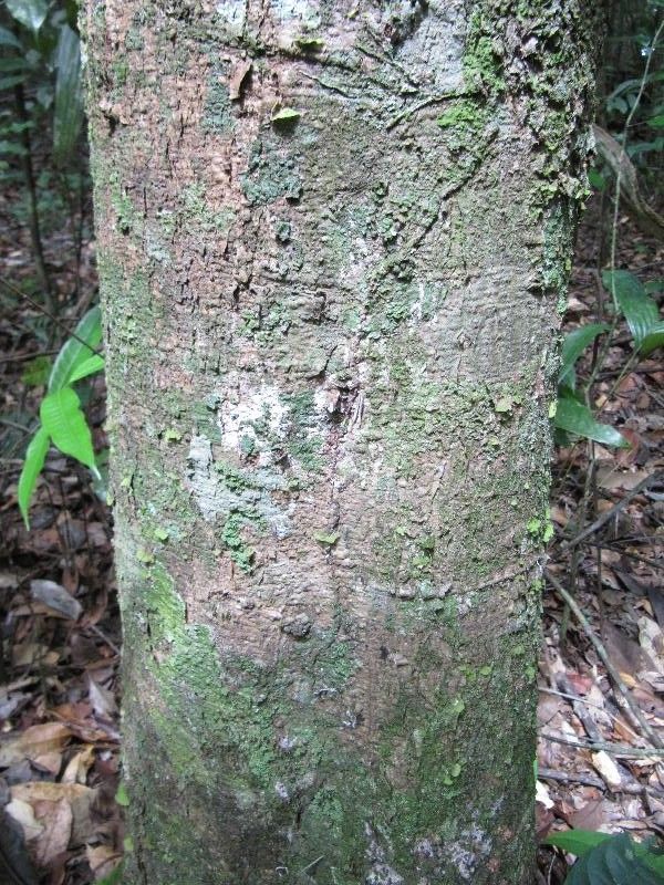 Ocotea splendens bark