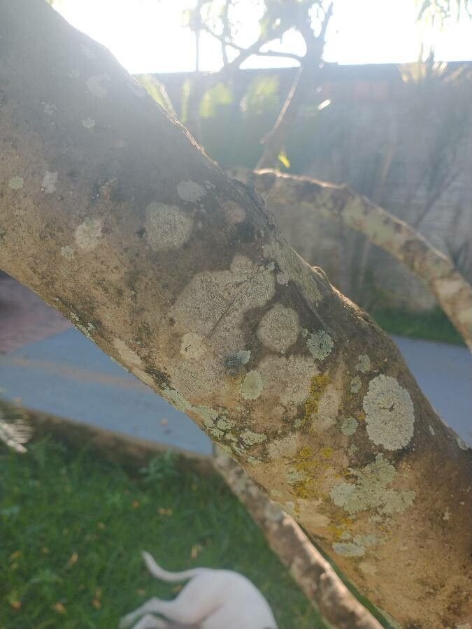 Chilopsis linearis bark