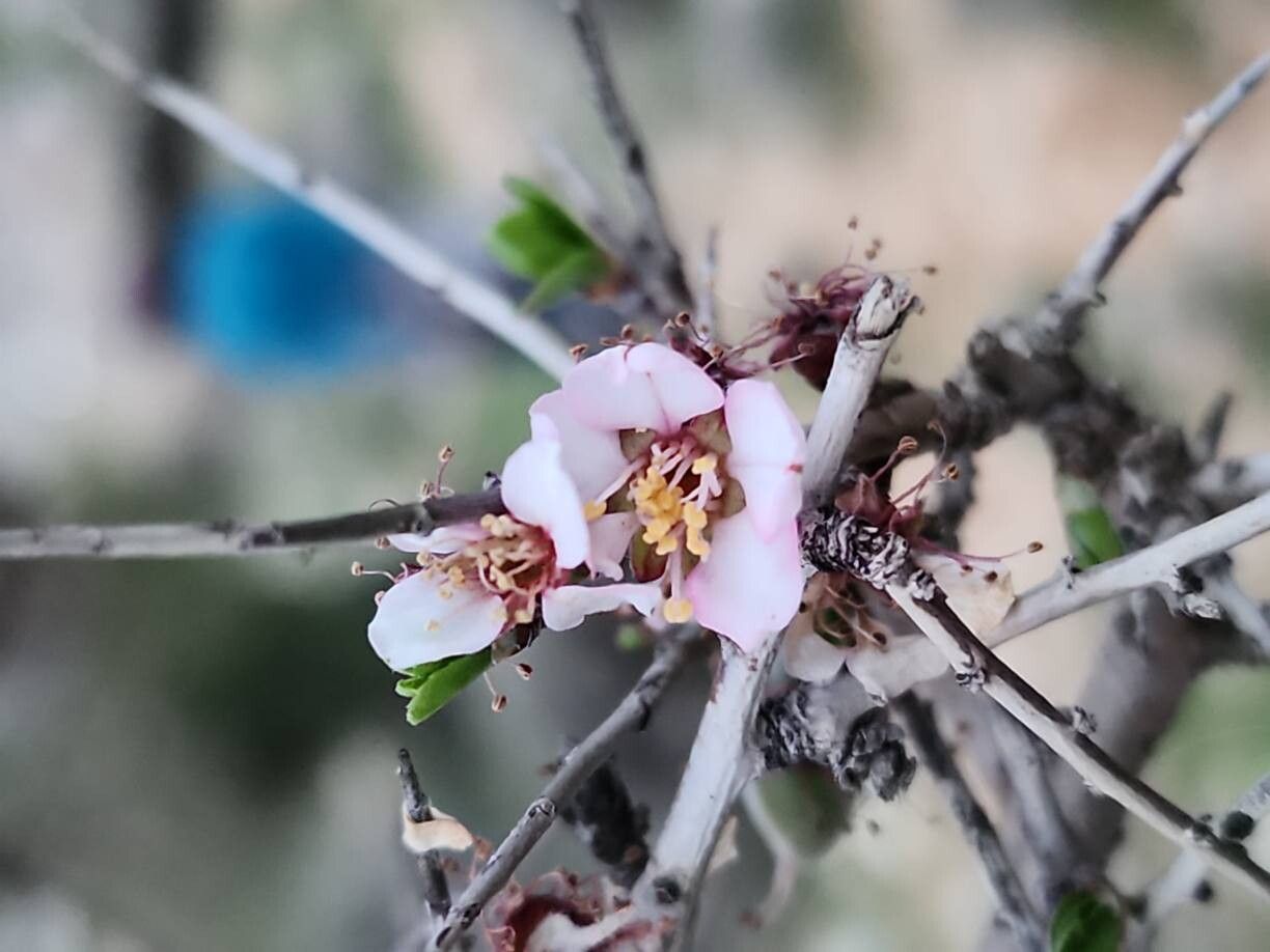 Prunus elaeagrifolia — houseplant care guide