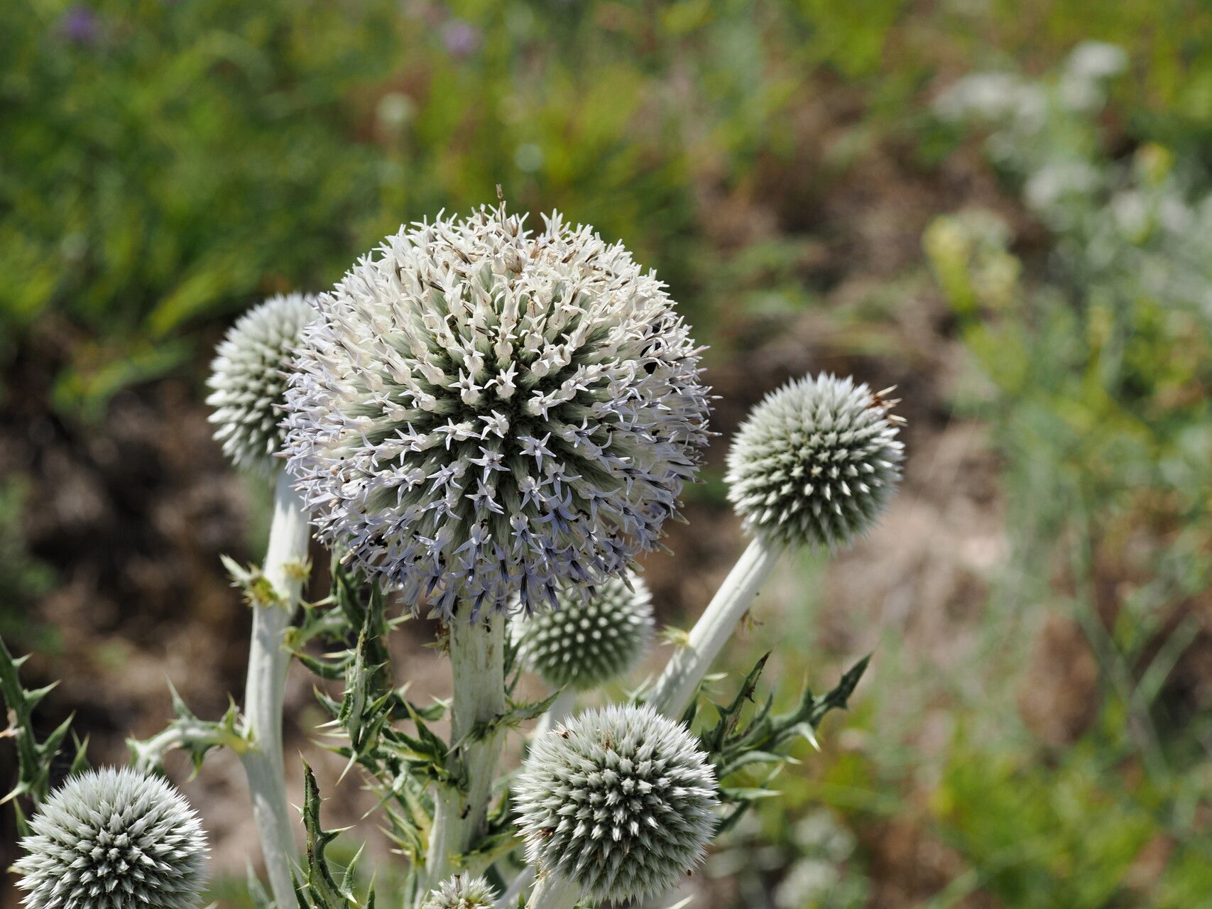 Echinops transcaucasicus flower