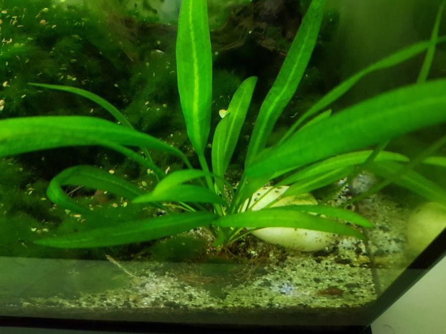 Echinodorus grisebachii habit