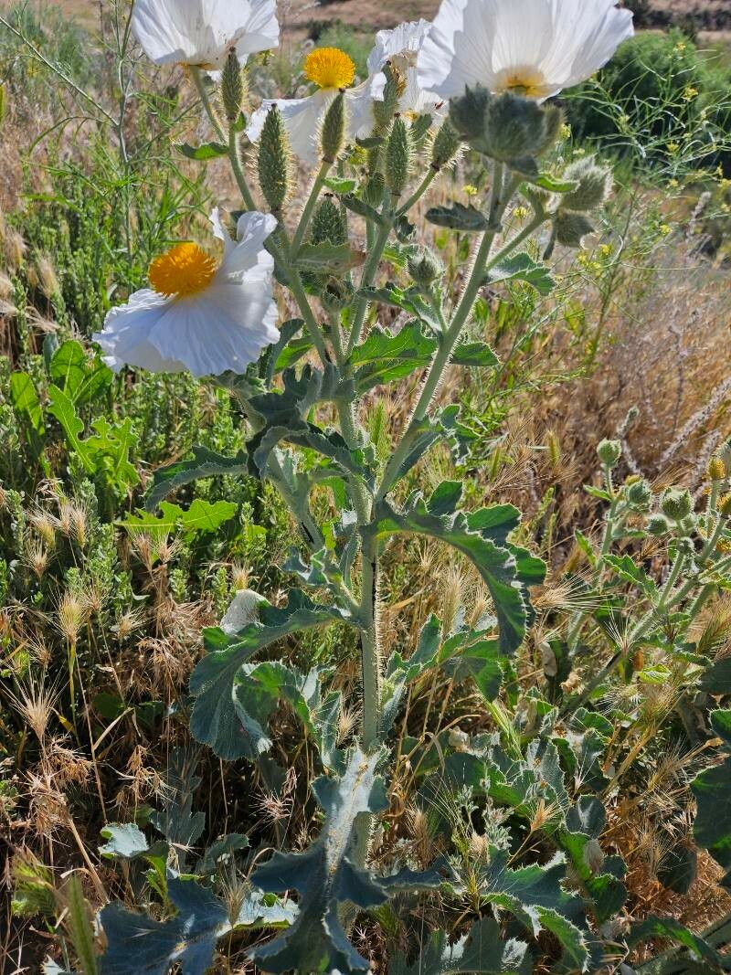 Argemone munita — houseplant care guide