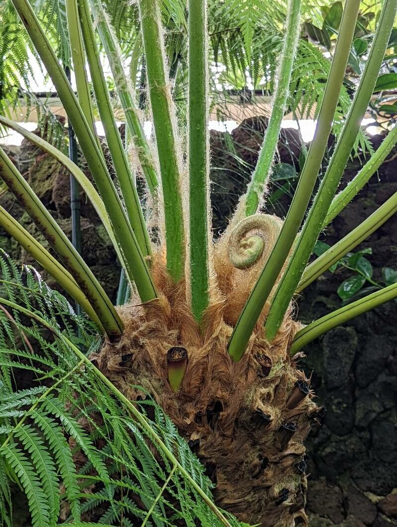 Cibotium cumingii bark