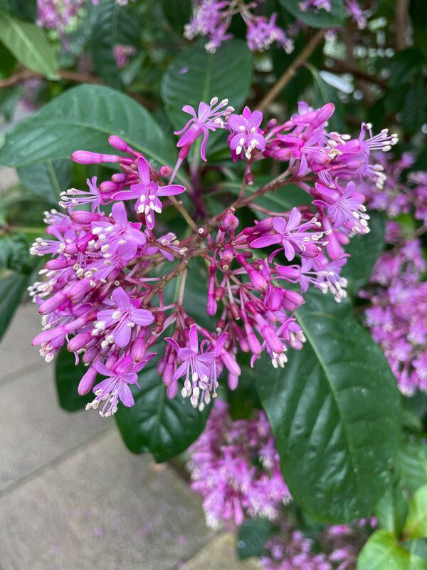 Fuchsia arborescens flower