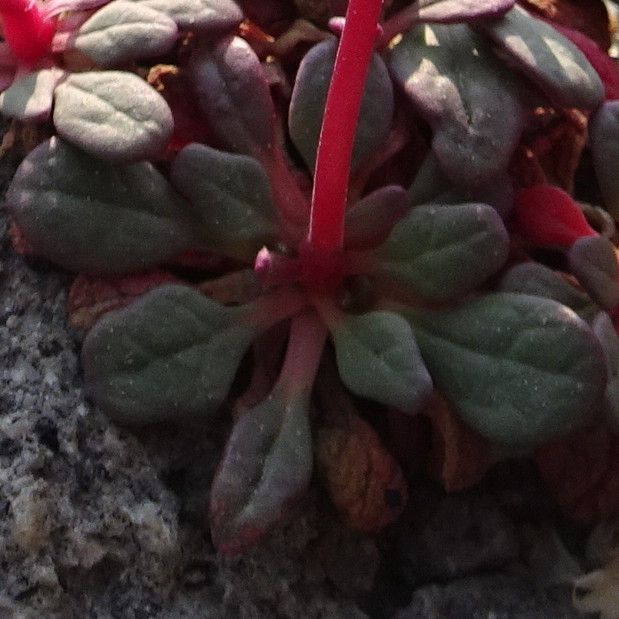 Cistanthe umbellata — houseplant care guide