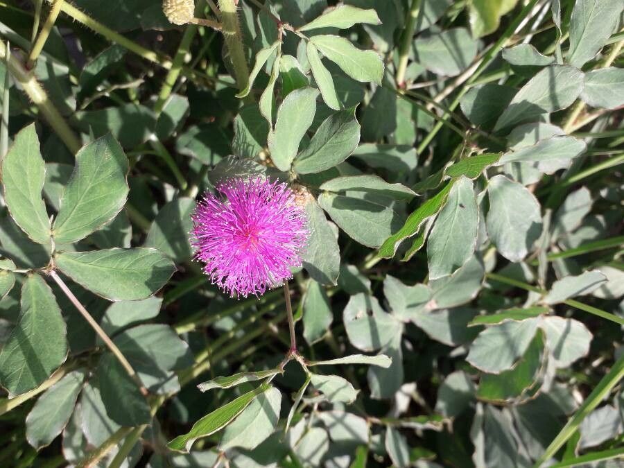 Mimosa albida flower