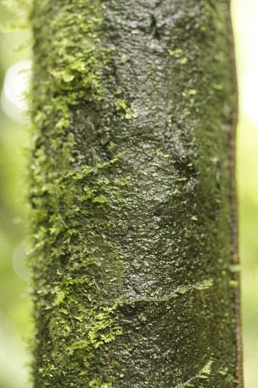 Diospyros cavalcantei bark