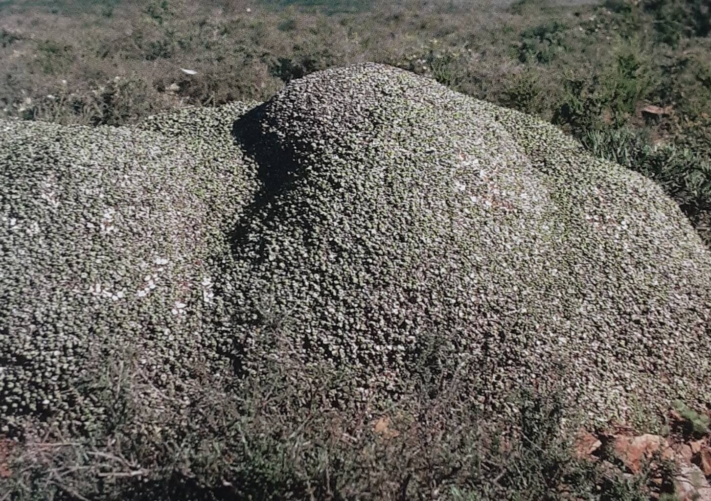 Euphorbia polycephala habit