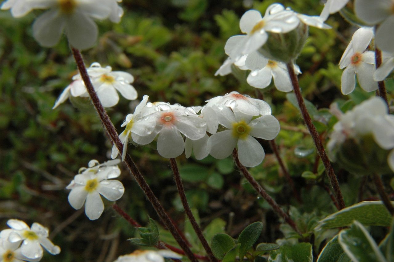 Androsace villosa flower