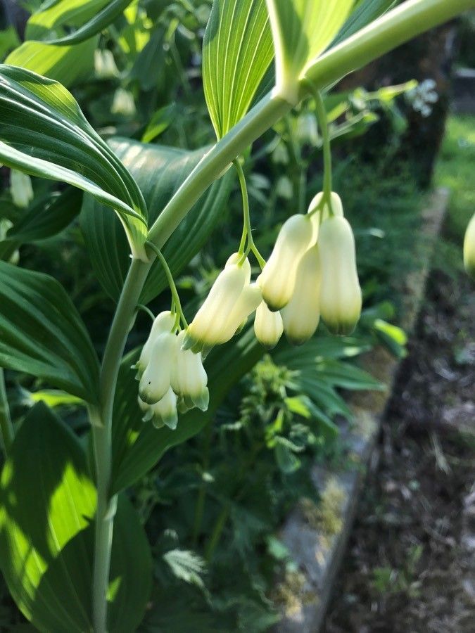 Polygonatum multiflorum flower