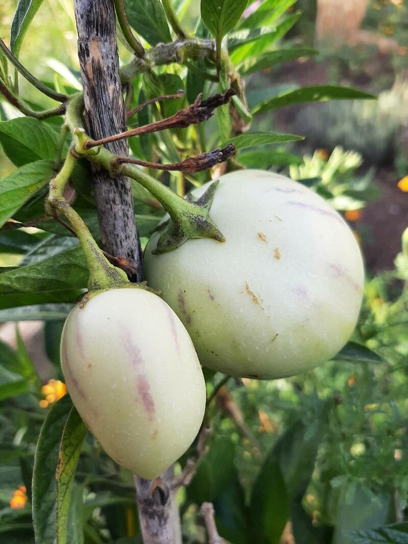 Solanum muricatum fruit