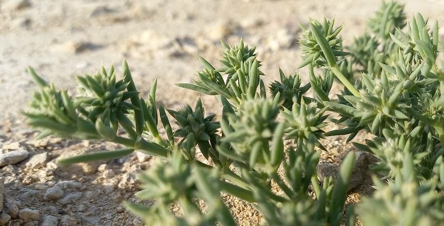 Gymnocarpos sclerocephalus bark