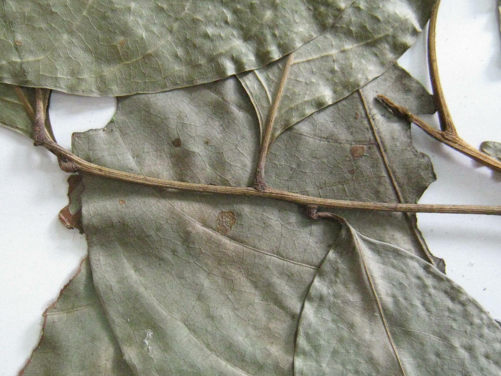 Cupania macrostylis other