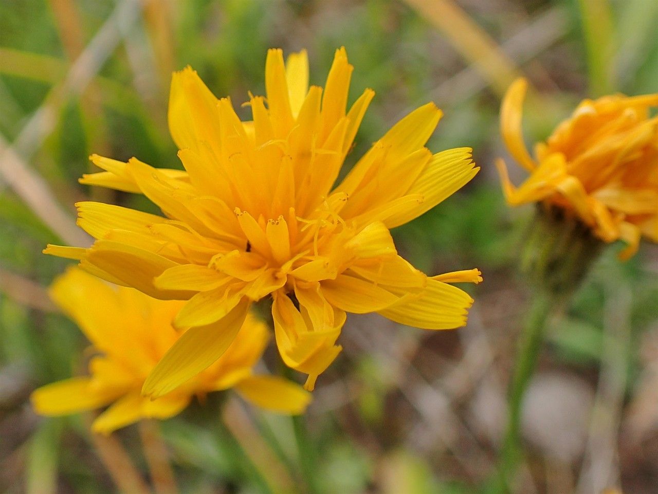 Scorzoneroides helvetica flower