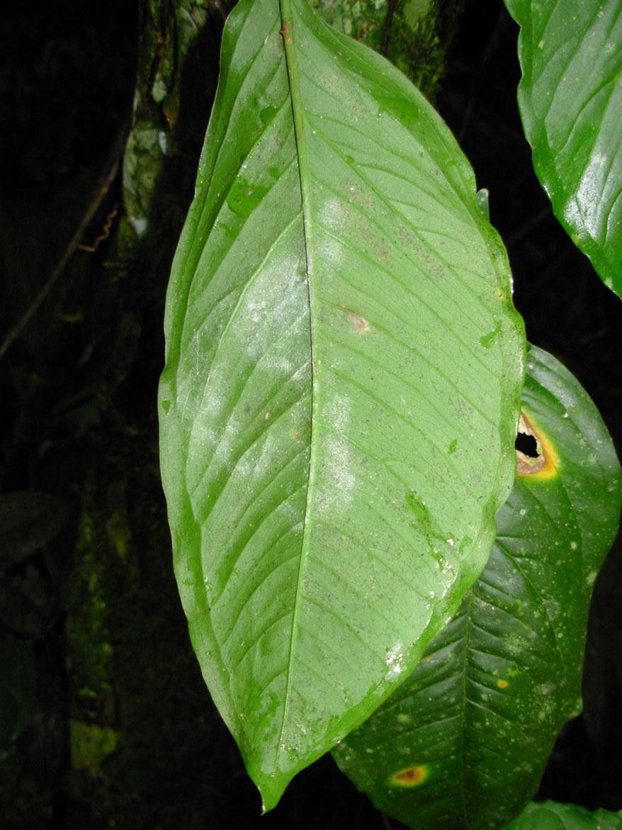 Syngonium standleyanum leaf