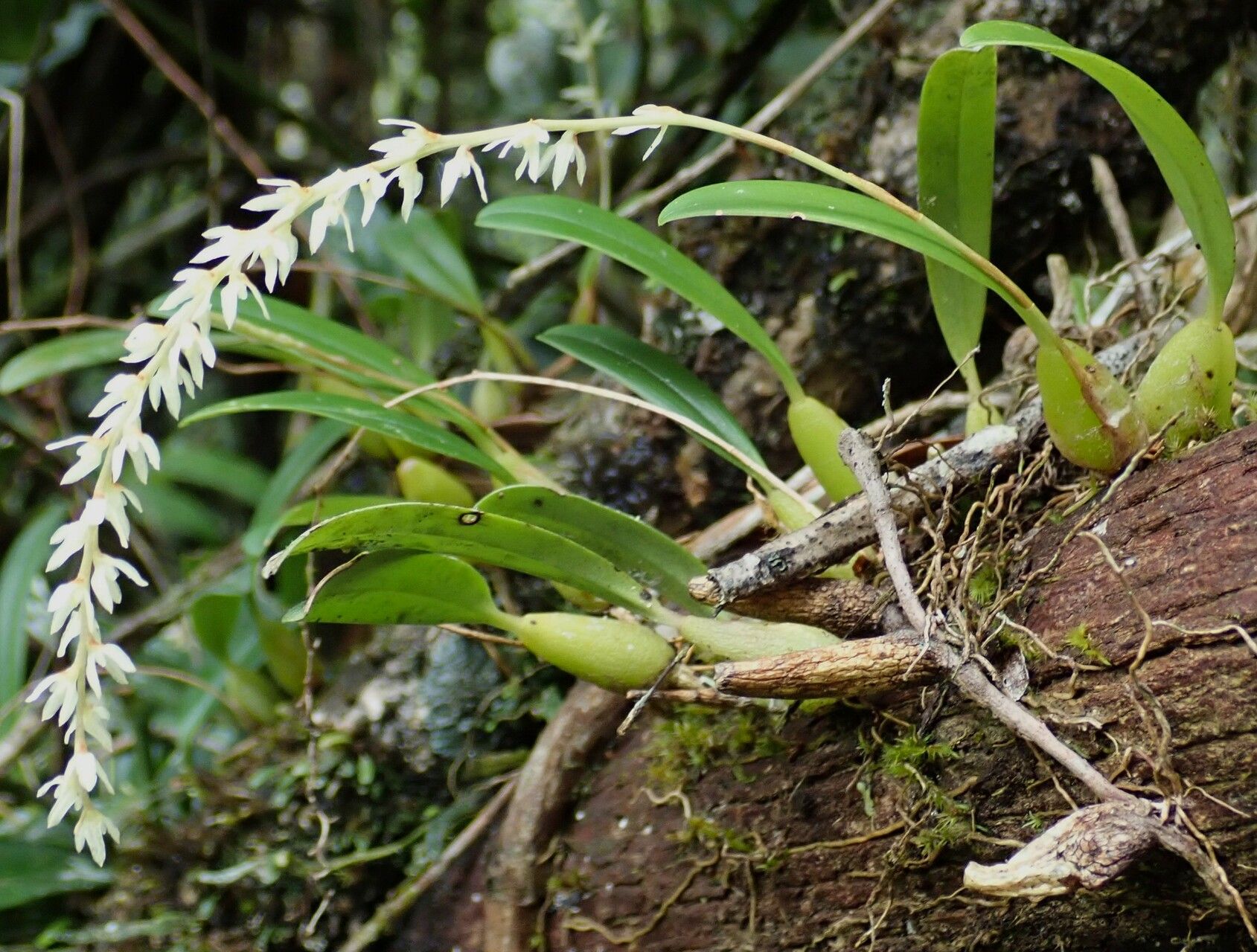 Bulbophyllum multiflorum habit