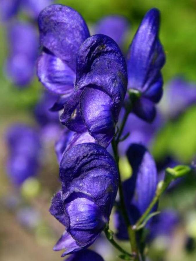 Aconitum carmichaelii flower