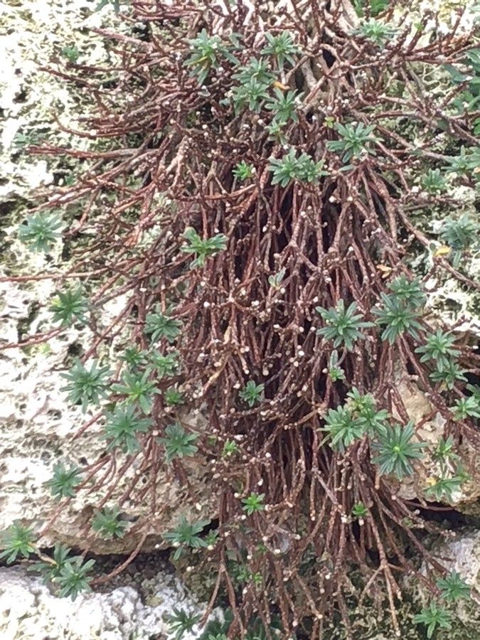 Daphne arbuscula — related species from the same genus