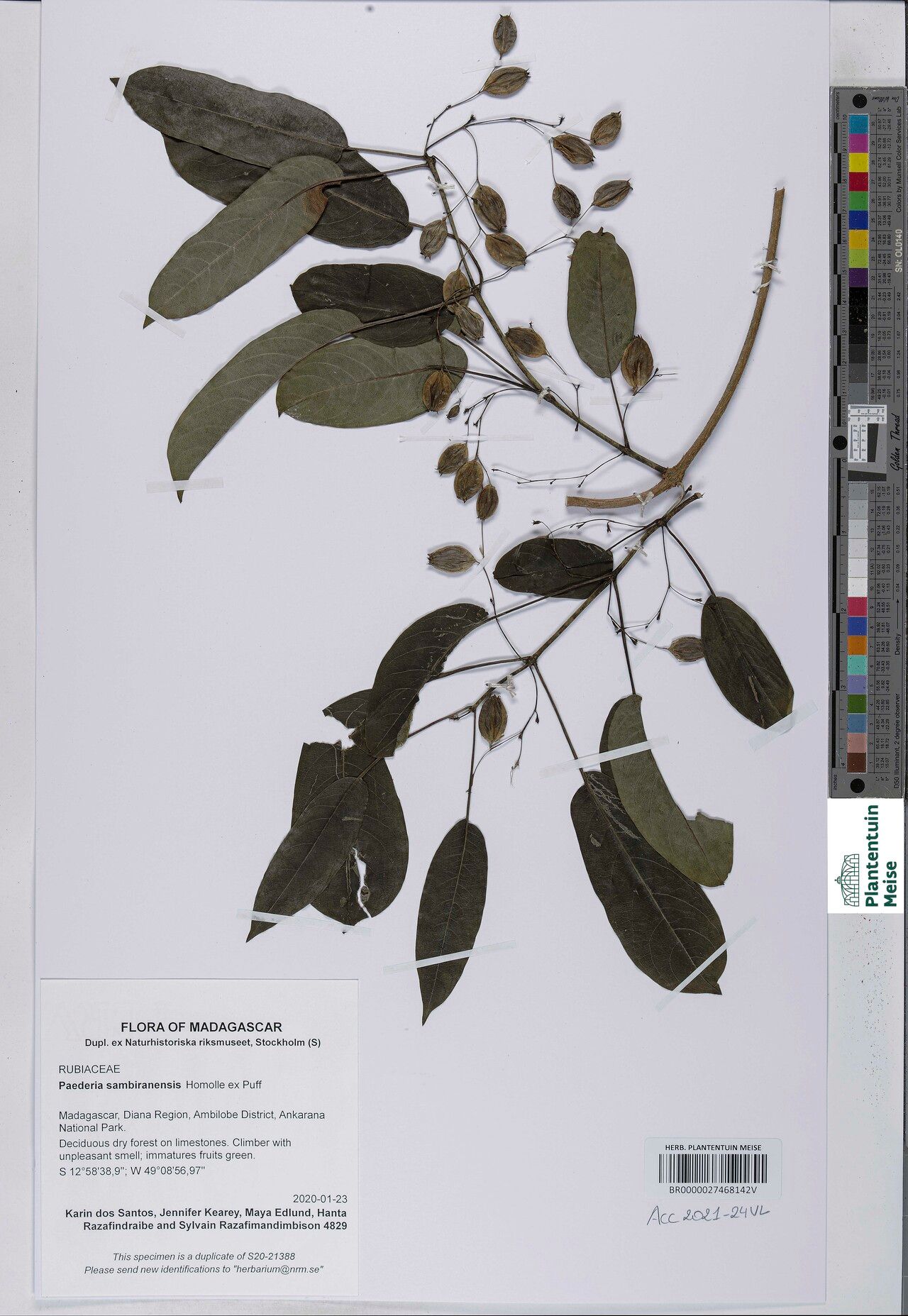 Paederia sambiranensis — houseplant care guide