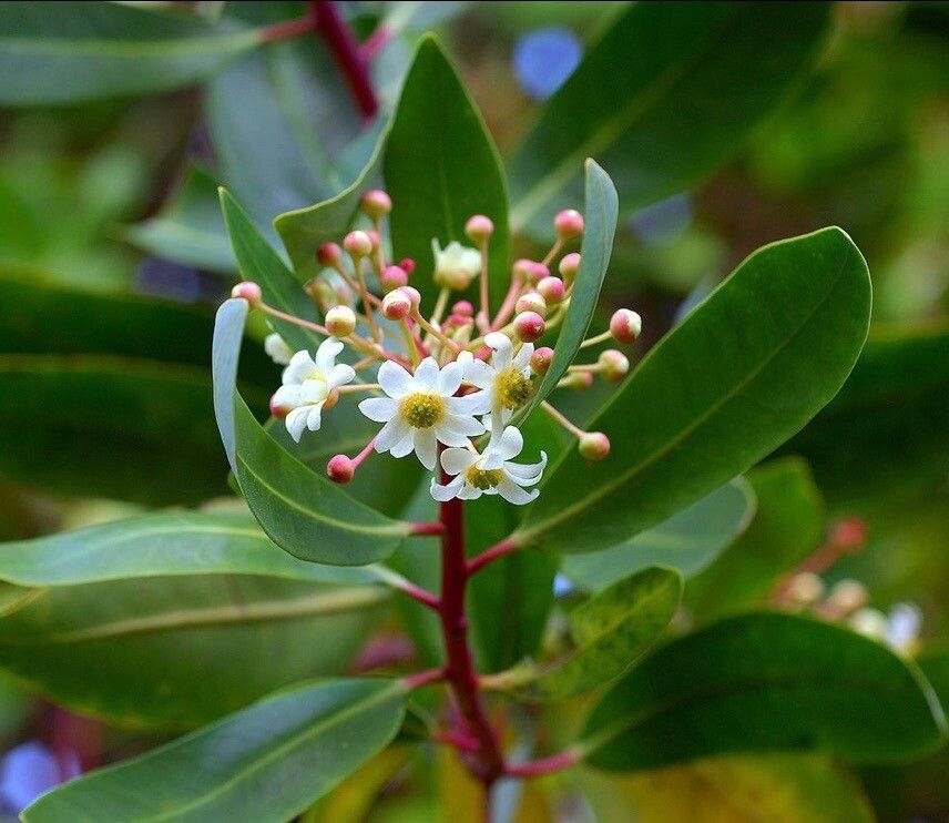 Drimys winteri flower