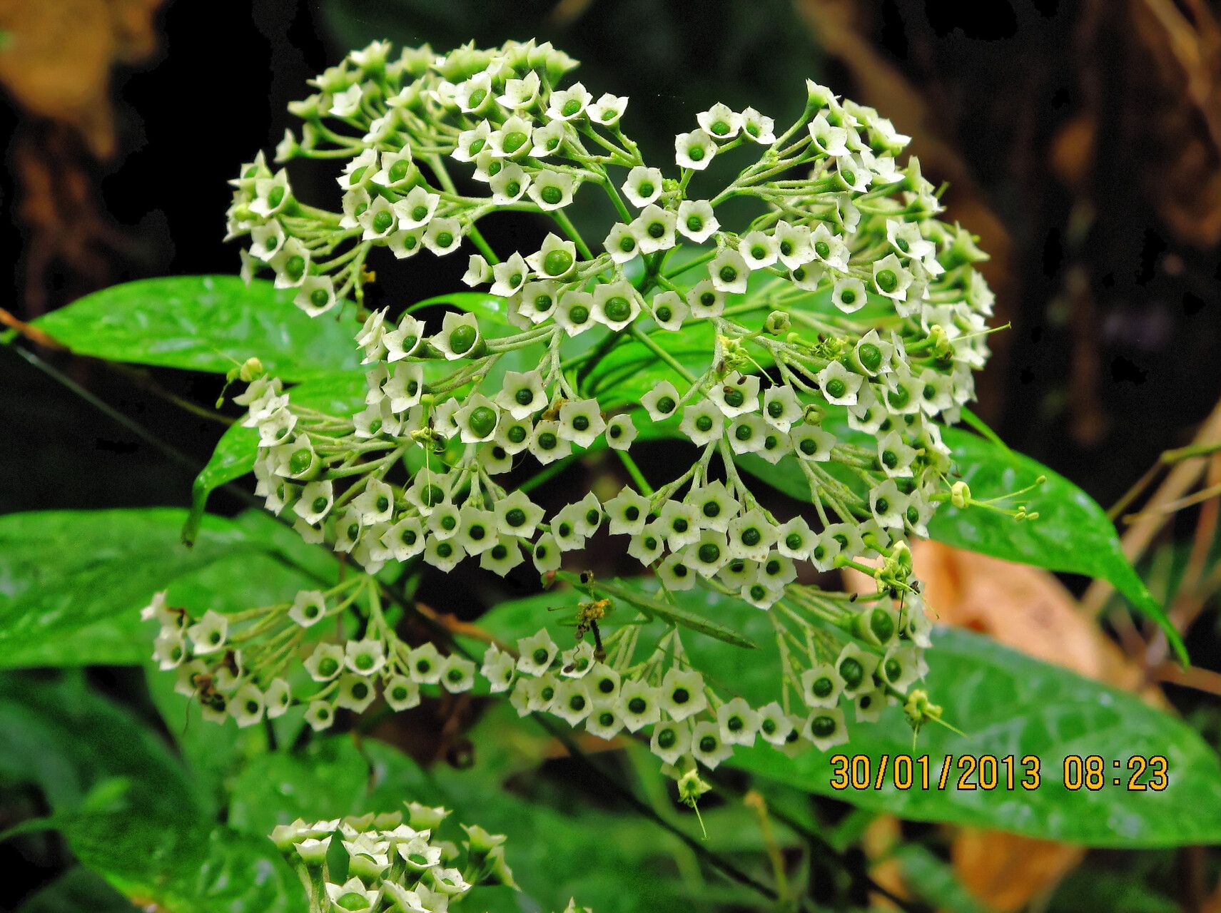 Clerodendrum volubile flower