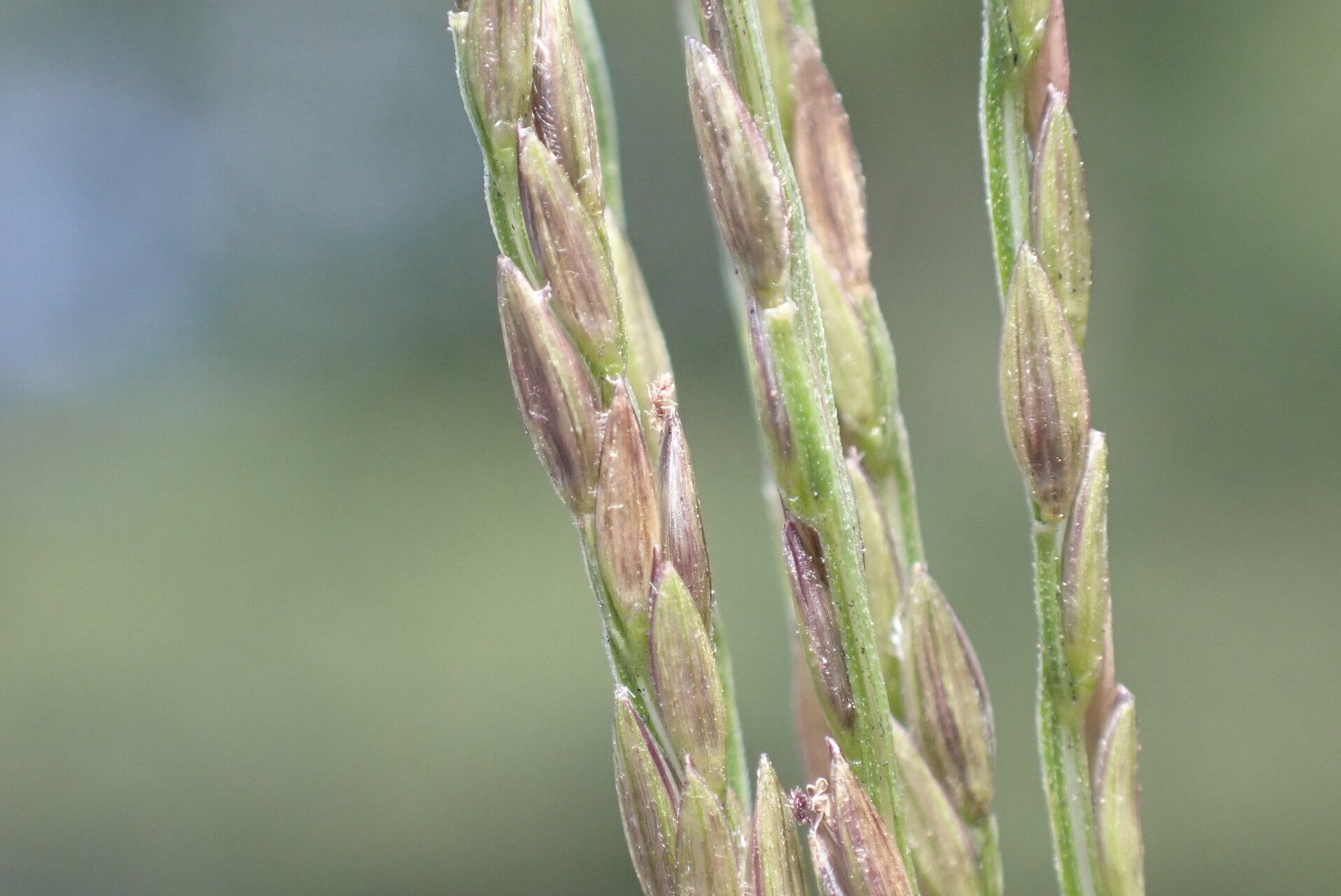Digitaria nuda fruit