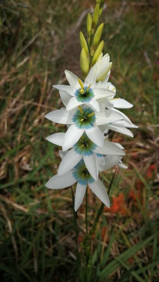 Ixia polystachya flower