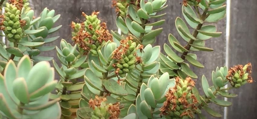 Veronica albicans fruit