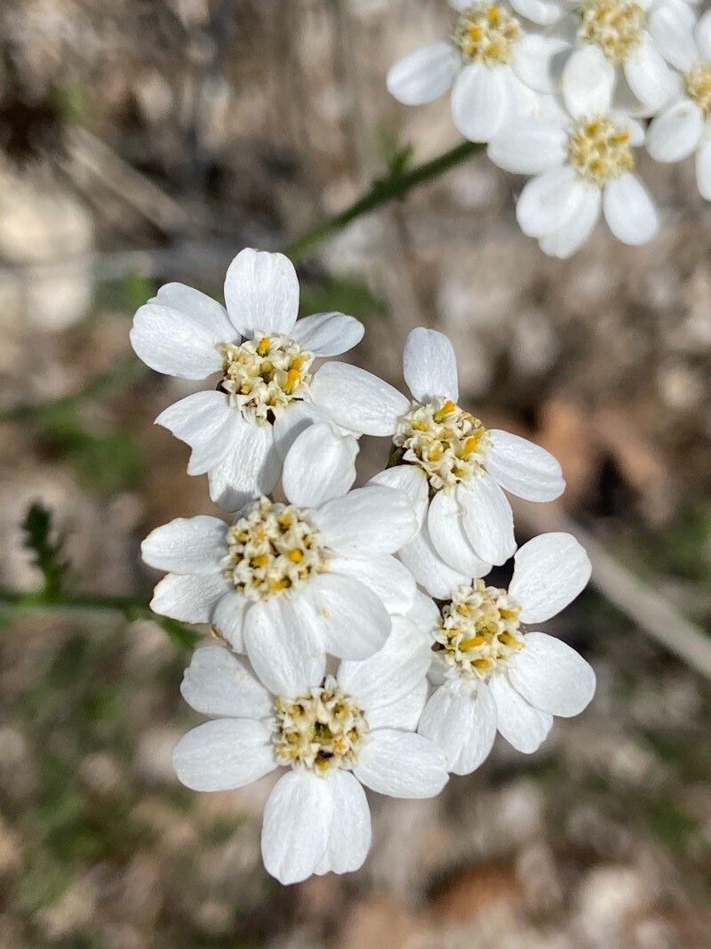 Achillea lucana flower