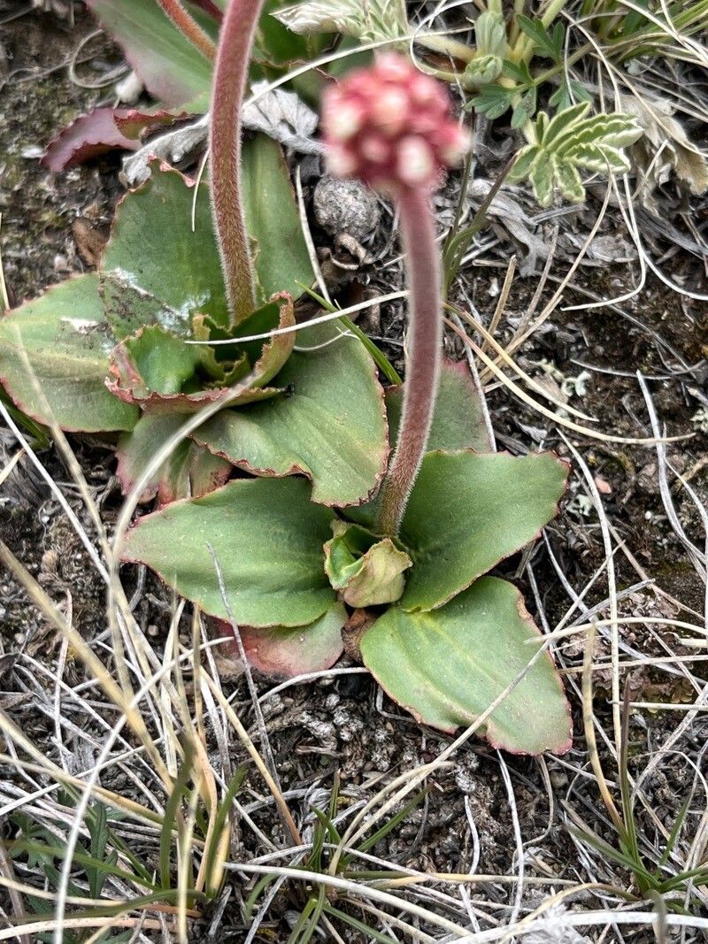 Micranthes rhomboidea — houseplant care guide