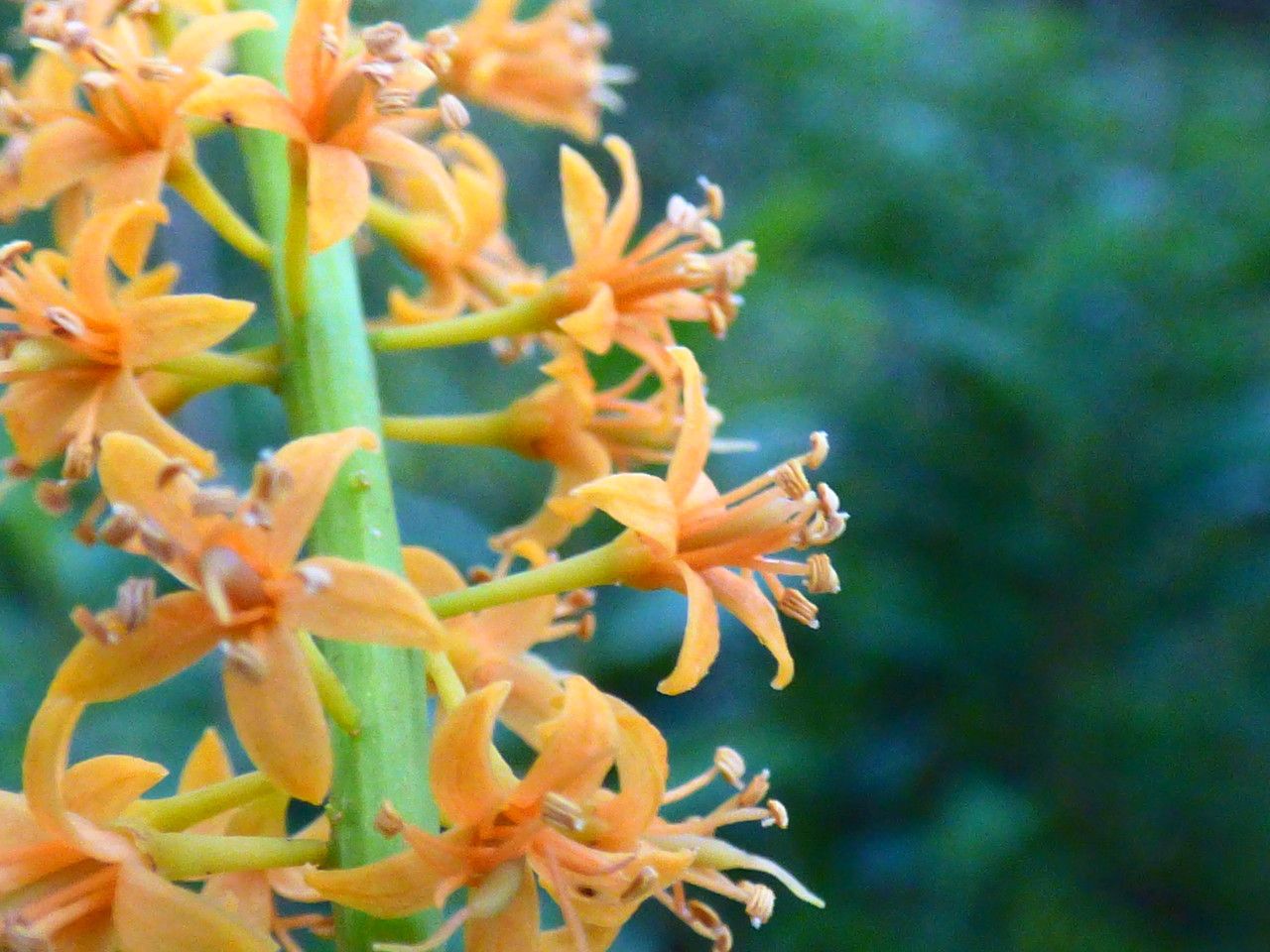 Adenanthera pavonina flower