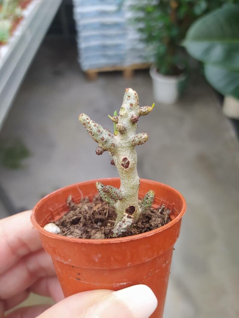 Cotyledon woodii bark