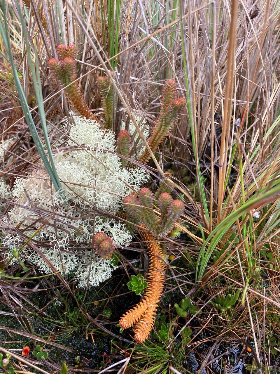Huperzia brevifolia habit