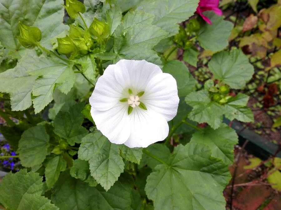 Malope trifida flower