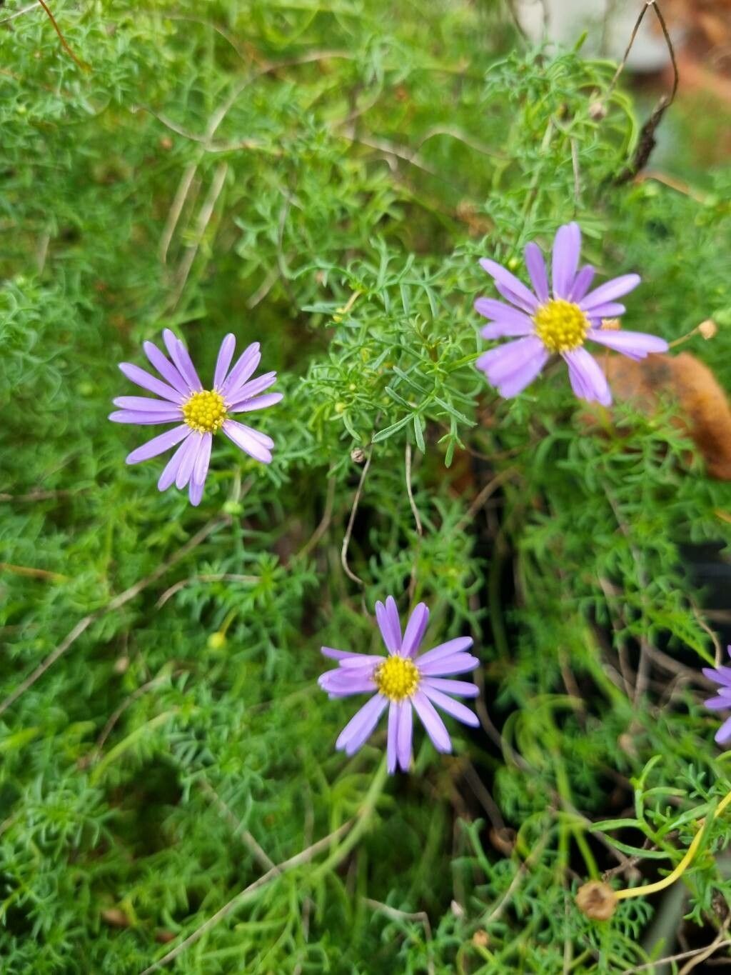 Brachyscome multifida flower