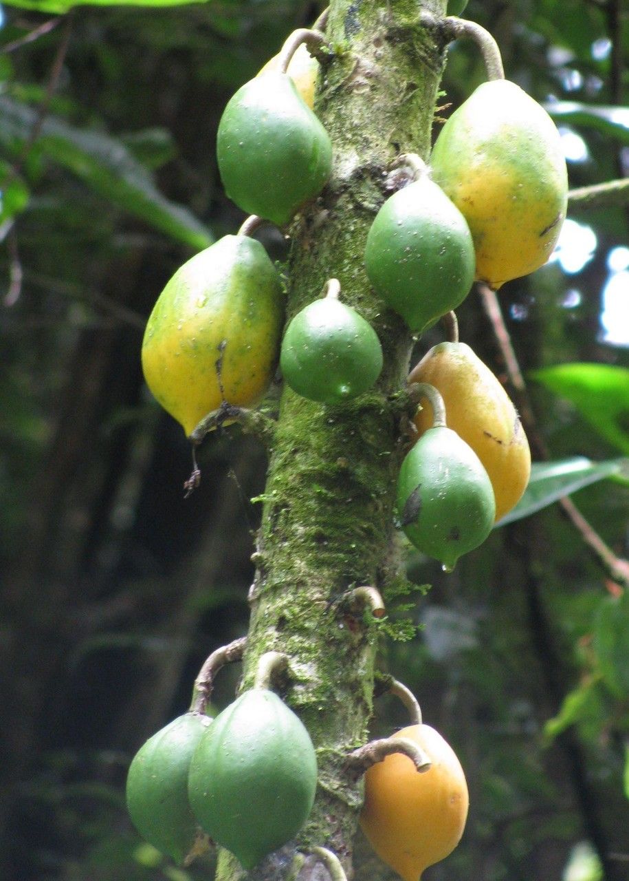 Vasconcellea cauliflora fruit