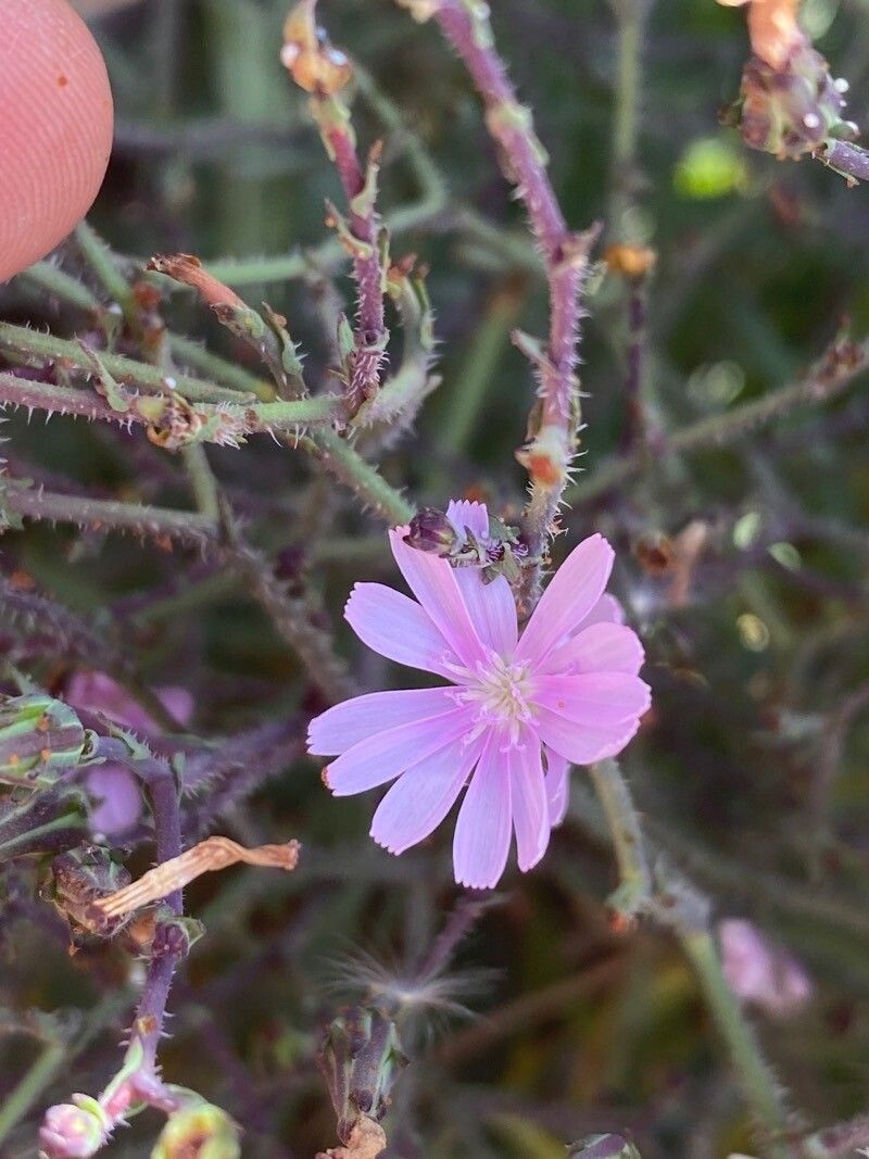 Lactuca palmensis — search result for 'Azores'
