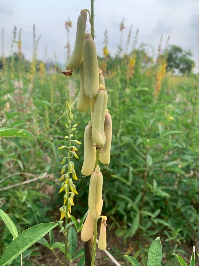 Crotalaria trichotoma fruit