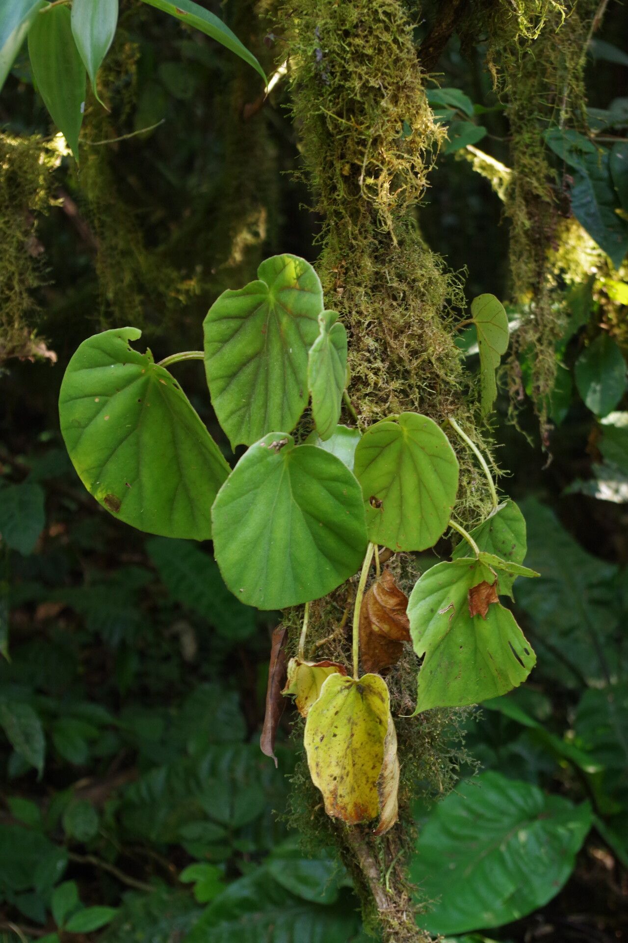 Begonia poculifera leaf