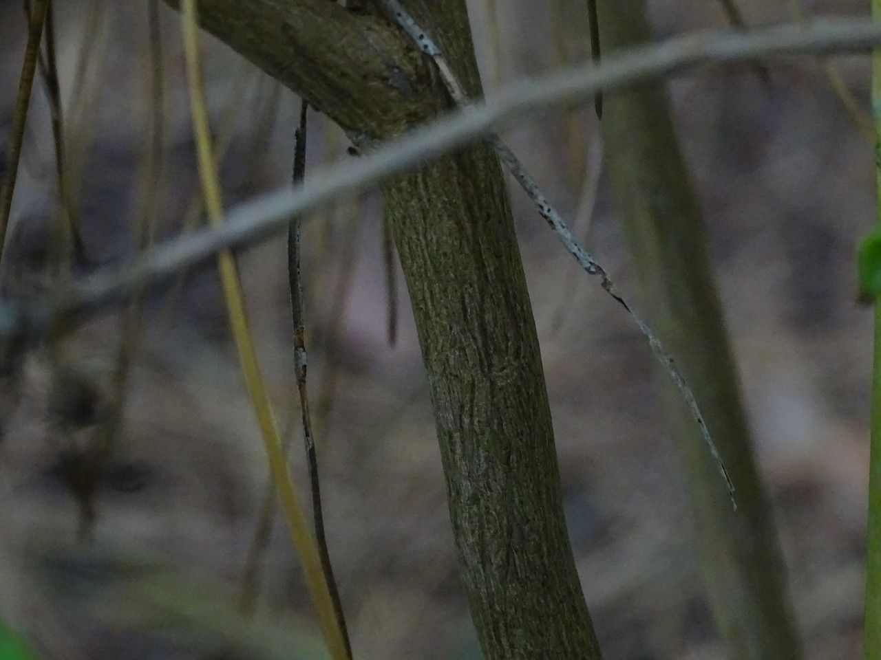 Rhododendron semibarbatum bark