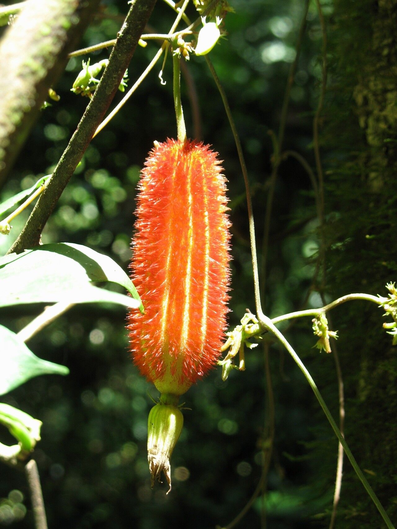 Raphidiocystis jeffreyana — related species from the same genus