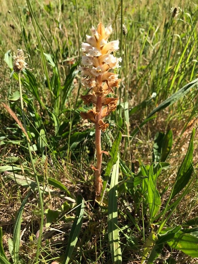 Orobanche picridis habit