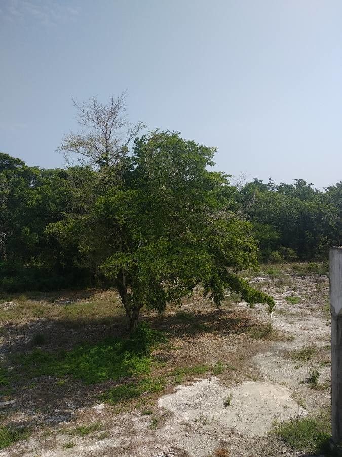 Gymnanthes lucida habit