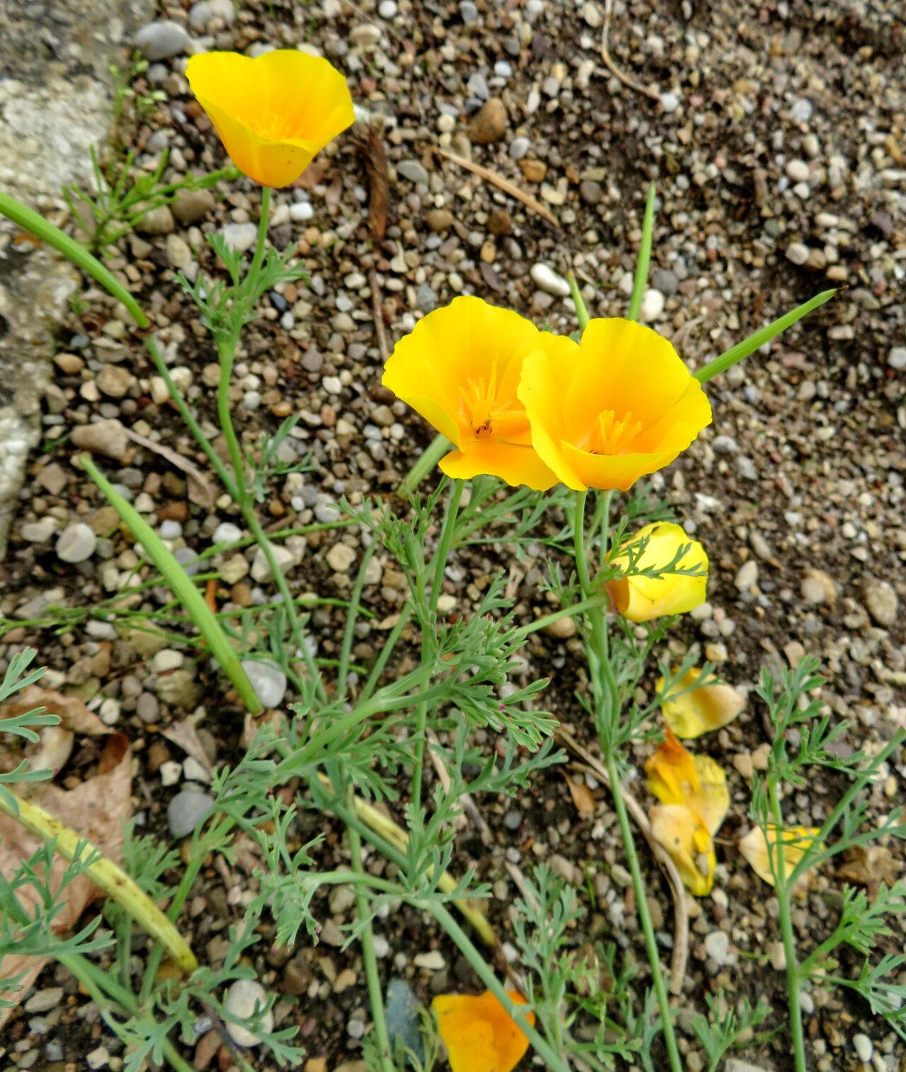 Papaver commutatum — search result for 'Papaver'