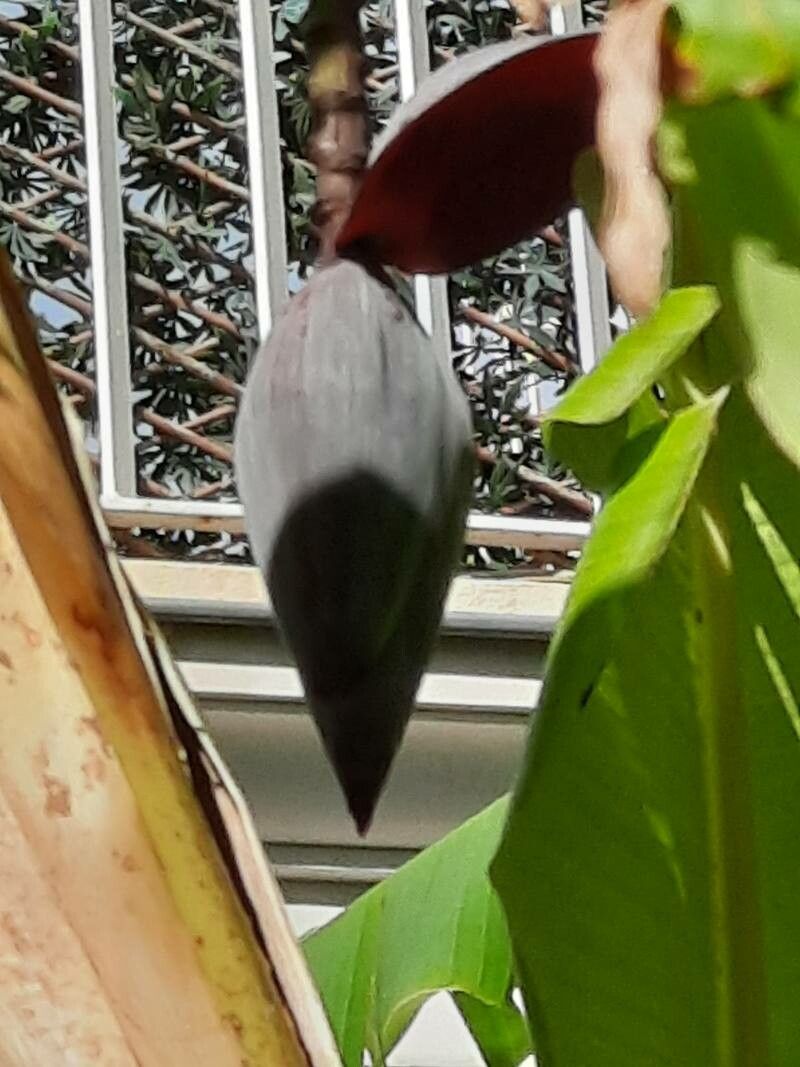 Xanthosoma mexicanum fruit