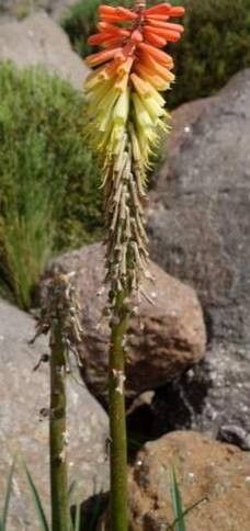 Kniphofia ritualis other