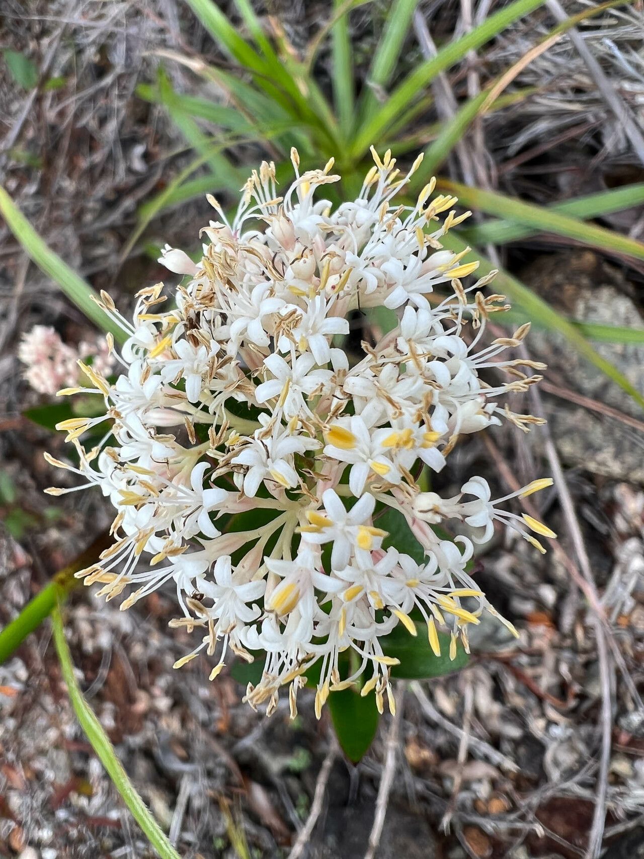 Normandia neocaledonica flower